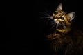 cute sweet tabby cat with interesting wise look on black background
