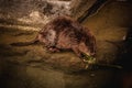 Cute swimming beaver in murky lake water