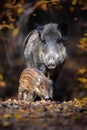 Cute swine sus scrofa family in dark forest. Wild boar mother and baby on background natural environment Royalty Free Stock Photo