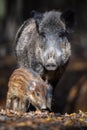 Cute swine sus scrofa family in dark forest. Wild boar mother and baby on background natural environment Royalty Free Stock Photo