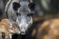 Cute swine sus scrofa family in dark forest. Wild boar mother and baby on background natural environment Royalty Free Stock Photo