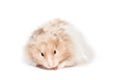 Cute syrian gold hamster on white background Royalty Free Stock Photo