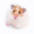 Cute syrian hamster close-up Royalty Free Stock Photo