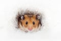 Cute Syrian hamster