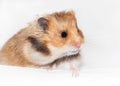 Cute Syrian hamster on white background Royalty Free Stock Photo