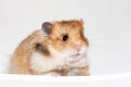 Cute Syrian hamster on white background Royalty Free Stock Photo