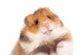 Cute Syrian hamster isolated on white background Royalty Free Stock Photo