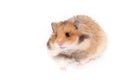 Cute Syrian hamster isolated on white background Royalty Free Stock Photo