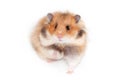 Cute Syrian hamster isolated on white background Royalty Free Stock Photo