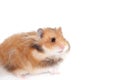Cute Syrian hamster isolated on white background Royalty Free Stock Photo