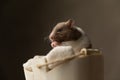 Cute syrian hamster licking his palms and feeling anxious