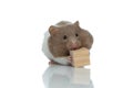 Cute syrian hamster trying to eat a wooden cube