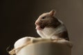 Cute syrian hamster warming his palms, sitting in his bed