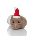 Cute syrian hamster wearing christmas hat on white background