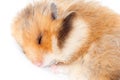 Cute Syrian hamster wrung into a ball and sleeps.