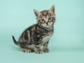 Cute tabby baby cat looking at the camera on a tur Royalty Free Stock Photo