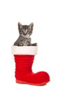 Cute tabby baby cat sitting in santa`s boot