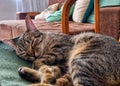 cute tabby baby kitten curled up taking a nice nap Royalty Free Stock Photo