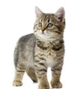 Cute tabby baby kitten standing looking left, isolated on white background. Kid animals and adorable cats concept Royalty Free Stock Photo