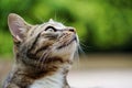 Cute tabby british shorthair cat outdoors looking up closeup of face