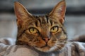 Cute tabby british shorthair cat resting on a blanket looking at the camera Royalty Free Stock Photo