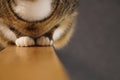 Cute tabby british shorthair cat sitting on wood with grey neutral blurred background