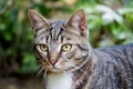 Cute tabby british shorthair cat standing outdoors Royalty Free Stock Photo