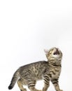 Cute tabby brown kitten standing and meows, looking up isolated on white. Space for text - kid animals cats concept Royalty Free Stock Photo