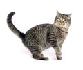 Cute tabby cat Royalty Free Stock Photo