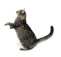 Cute tabby cat Royalty Free Stock Photo