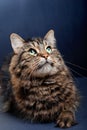 Cute tabby cat Royalty Free Stock Photo