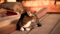 Cute tabby cat anxiously looking around for his playmate