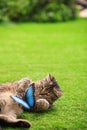 Cute tabby cat with beautiful Blue Morpho butterfly on grass Royalty Free Stock Photo