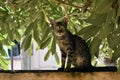 Cute tabby cat with big eyes sitting on a wall under the tree Royalty Free Stock Photo