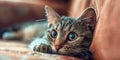 Cute tabby cat with blue eyes lying on the sofa.