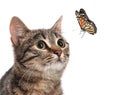 Cute tabby cat and butterfly on background Royalty Free Stock Photo