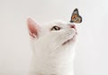 Cute tabby cat and butterfly on background Royalty Free Stock Photo