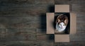 Cute tabby cat in a cardboard box looking up to the camera. Royalty Free Stock Photo