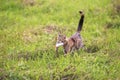 tabby cat carries a large fish perch caught in its teeth across the green grass