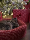 Tabby cat in a Christmas basket