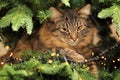 Cute Tabby Cat on the Christmas Tree Royalty Free Stock Photo