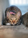 Cute tabby cat crouching and staring to us