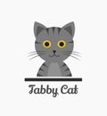 Cute tabby cat
