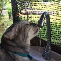 A cute tabby cat is drinking water Royalty Free Stock Photo