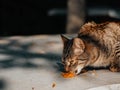 Cute tabby cat eating food. Light brown and grey color animal consuming small bits of canned meat. Selective focus. Pet care and