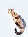 Cute tabby cat eating food. View from bottom up. Pet feeding from unusual angle of view. Light background Royalty Free Stock Photo