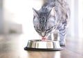 Silver bowl, cat feeding scene Royalty Free Stock Photo