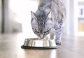Silver bowl, cat feeding scene Royalty Free Stock Photo