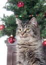 Cute tabby cat in front of Christmas tree Royalty Free Stock Photo