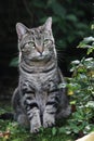 Cute tabby cat in garden Royalty Free Stock Photo